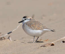 Image of White-fronted Plover