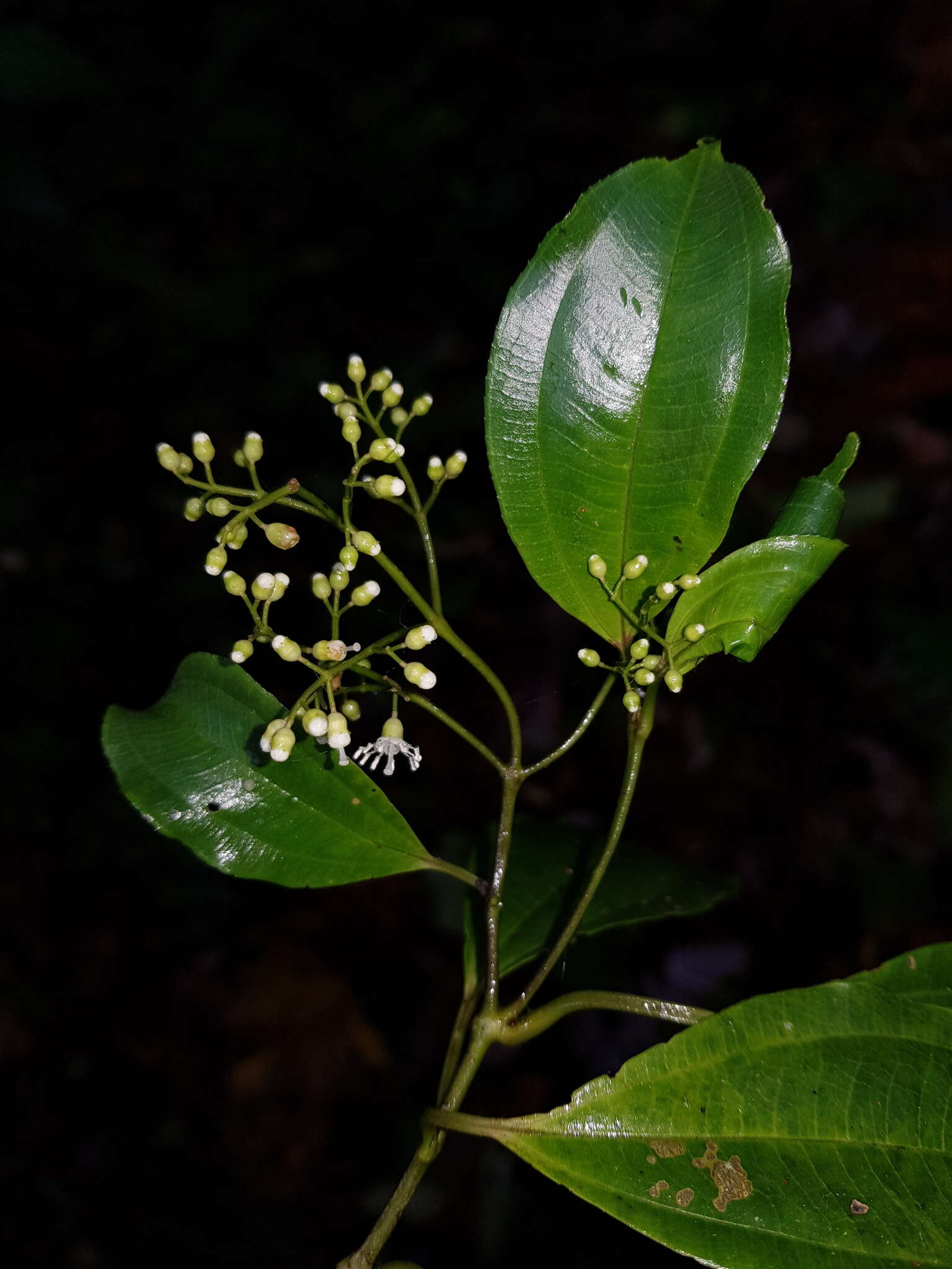 Image of Miconia tonduzii Cogn.