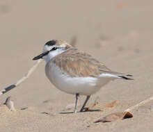 Image of White-fronted Plover