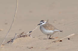 Image of White-fronted Plover