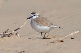 Image of White-fronted Plover