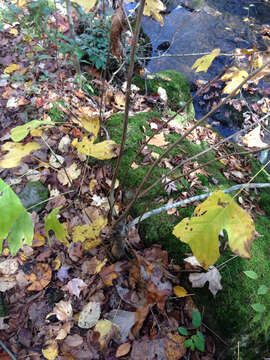 Image of Tulip Trees