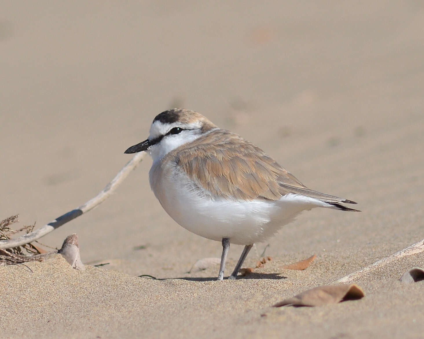 Image of White-fronted Plover