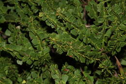 Acacia littorea Maslin的圖片