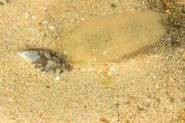 Image of Sand slug