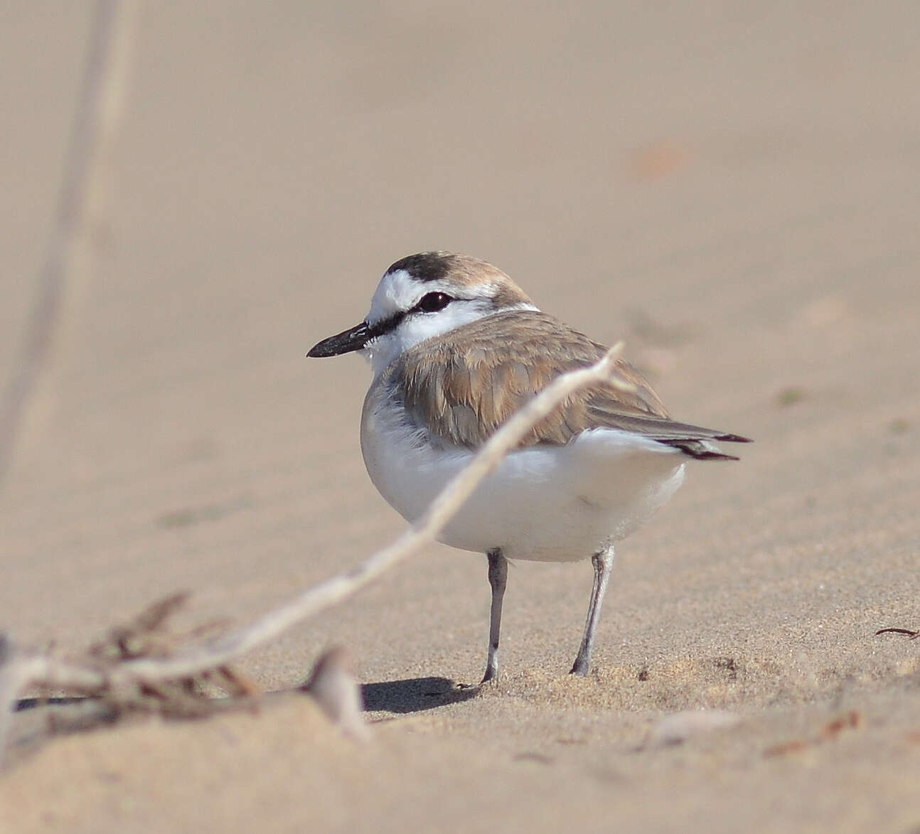 Image of White-fronted Plover