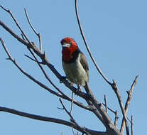 Image of Black-collared Barbet