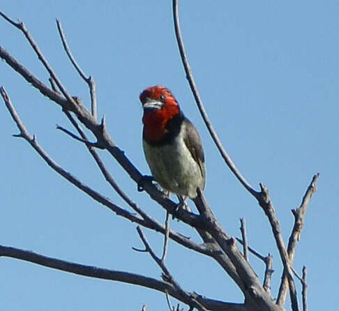 Image of Black-collared Barbet