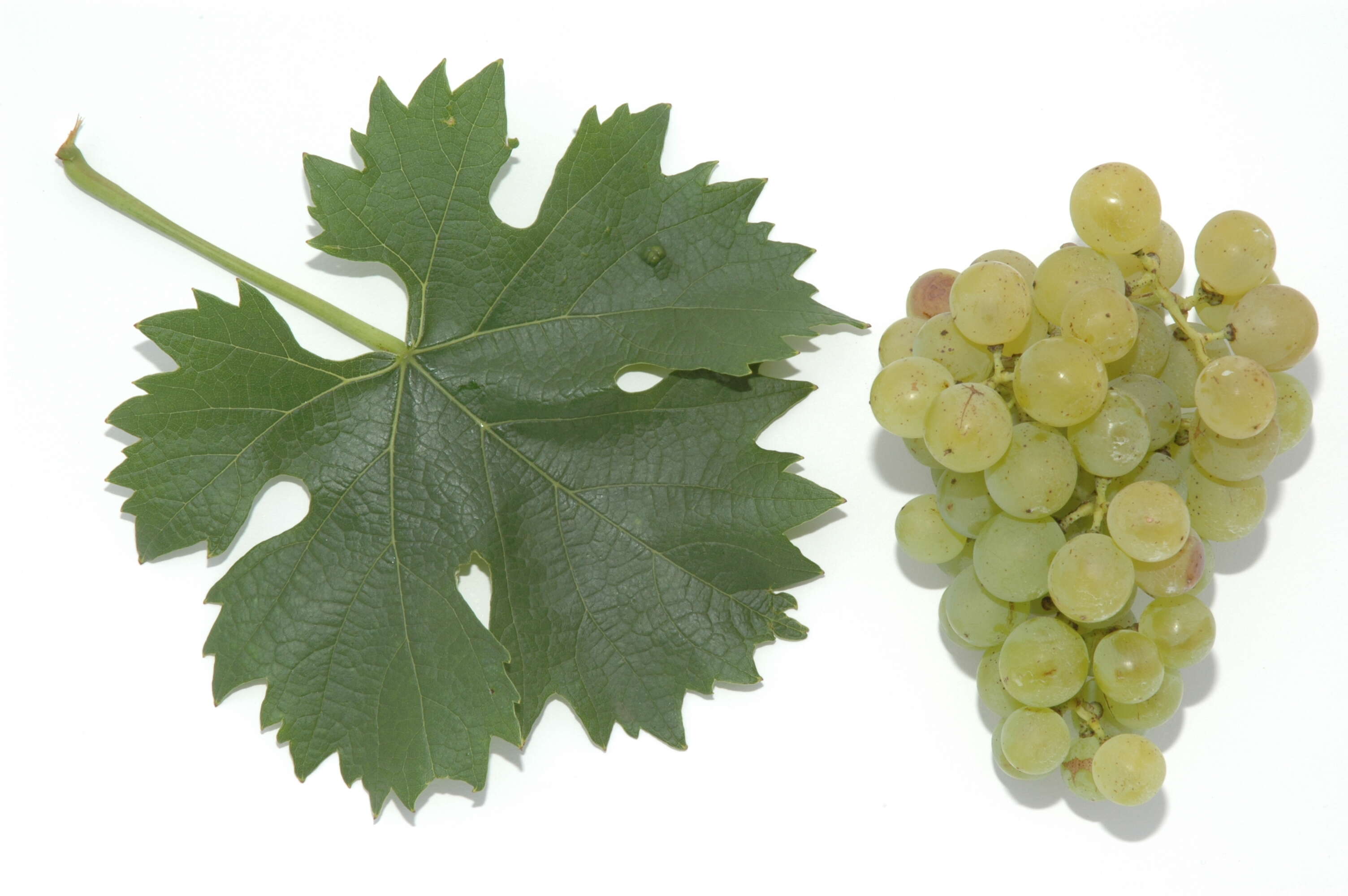 Image of wine grape