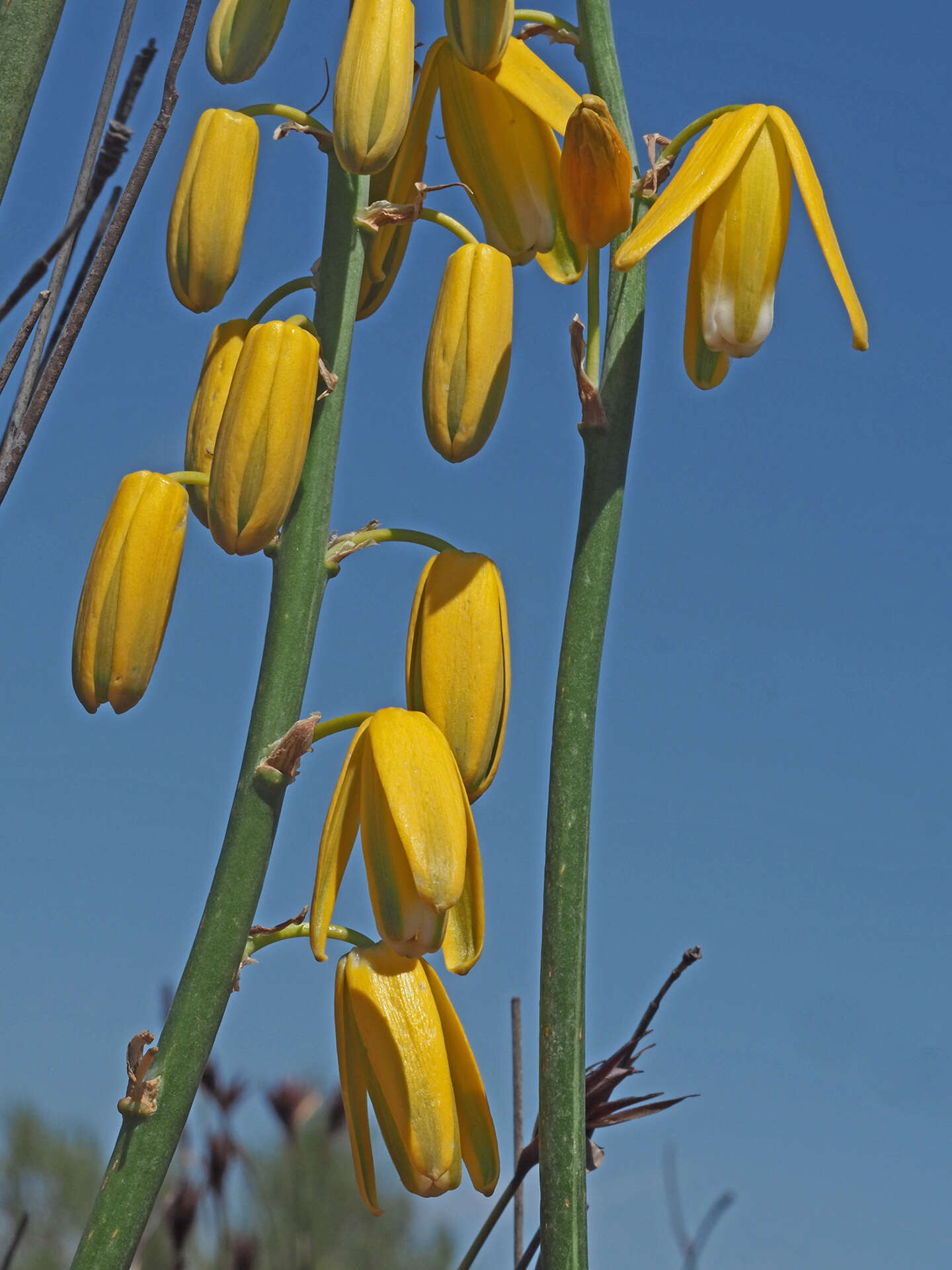 Image de Albuca clanwilliamae-gloria U. Müll.-Doblies