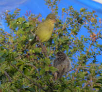 Image of Cape Weaver