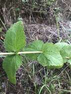 Image of roundleaf thoroughwort