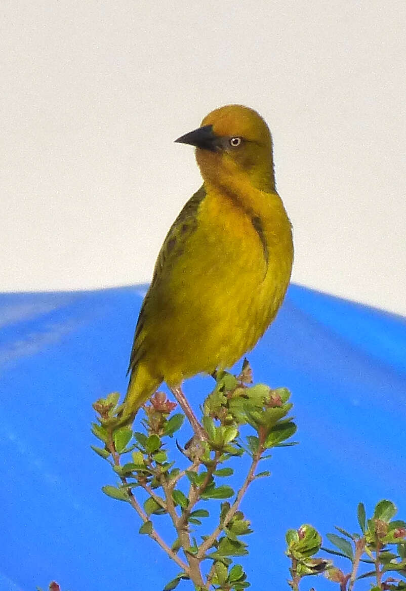 Image of Cape Weaver