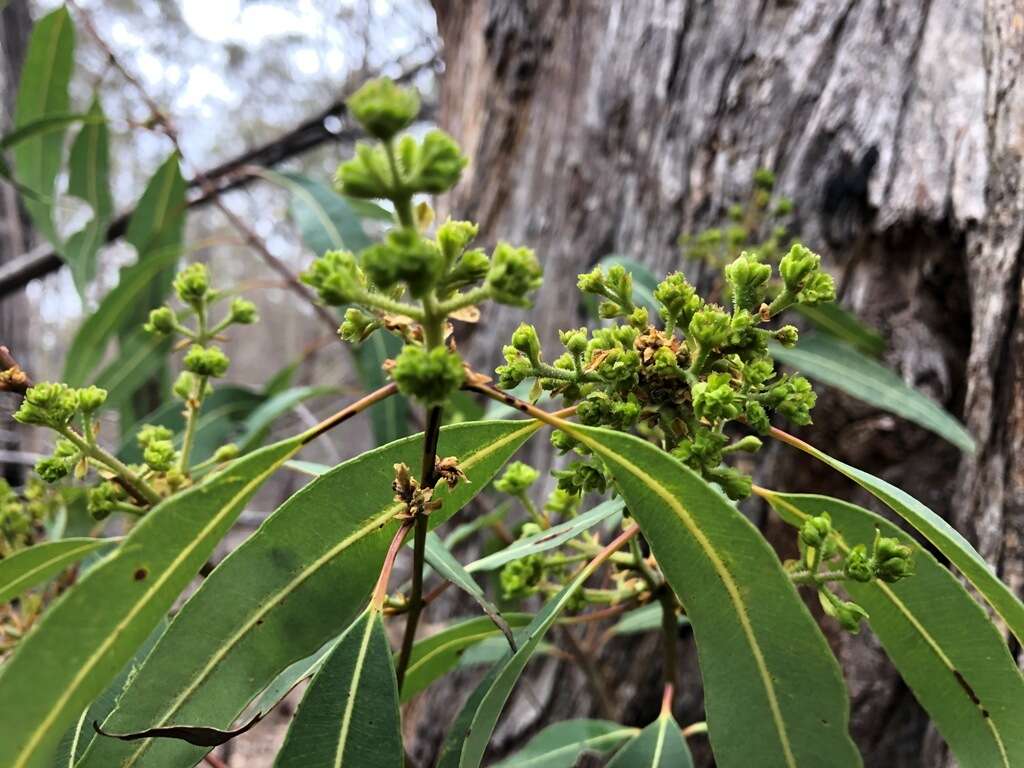 Angophora woodsiana F. M. Bailey的圖片