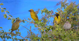 Image of Cape Weaver