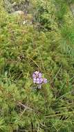 Image de Gentianella biebersteinii (Bunge) Holub