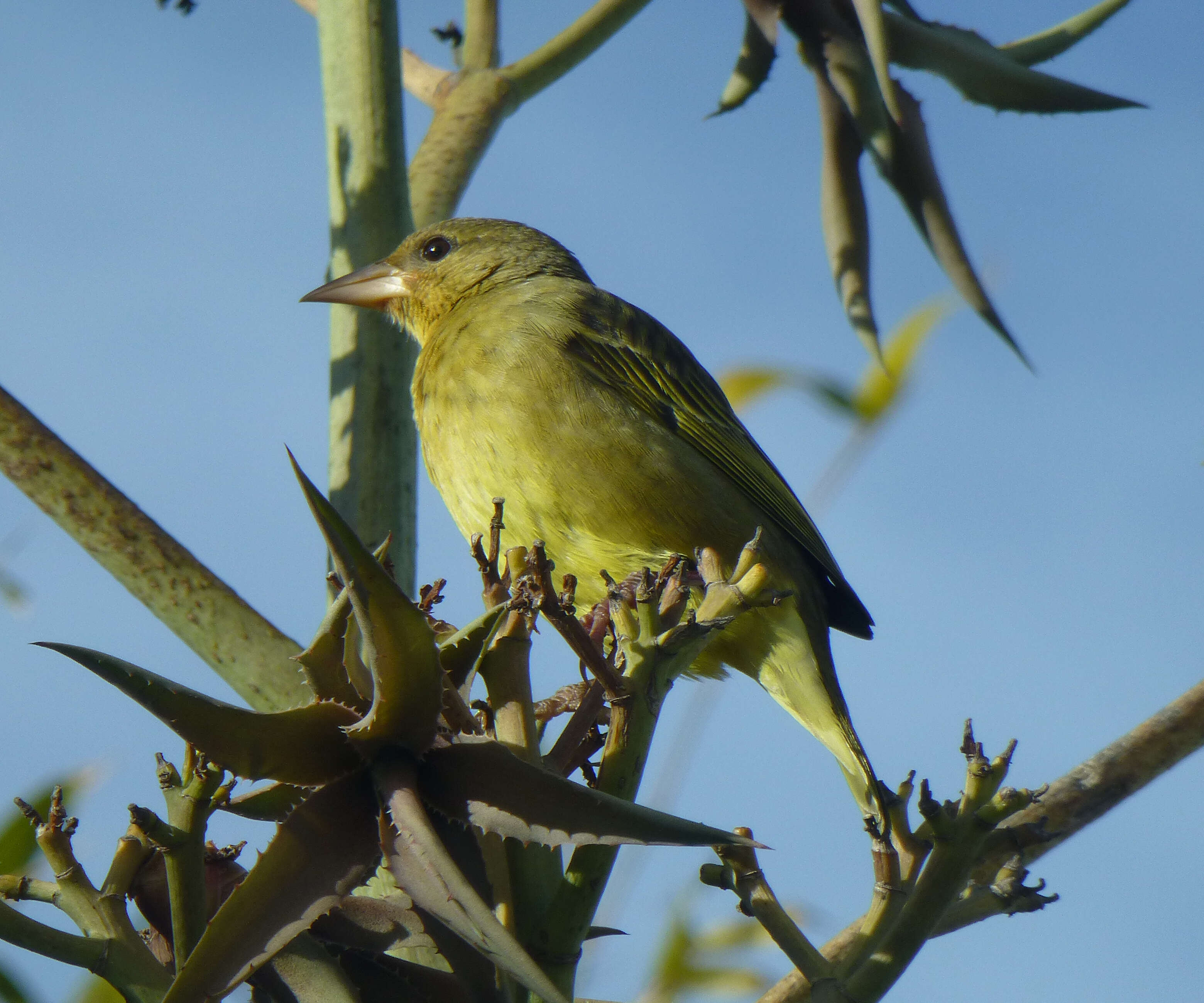 Image of Cape Weaver