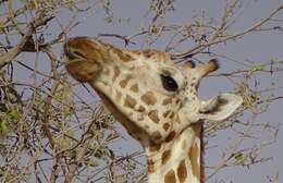 Image of West African Giraffe