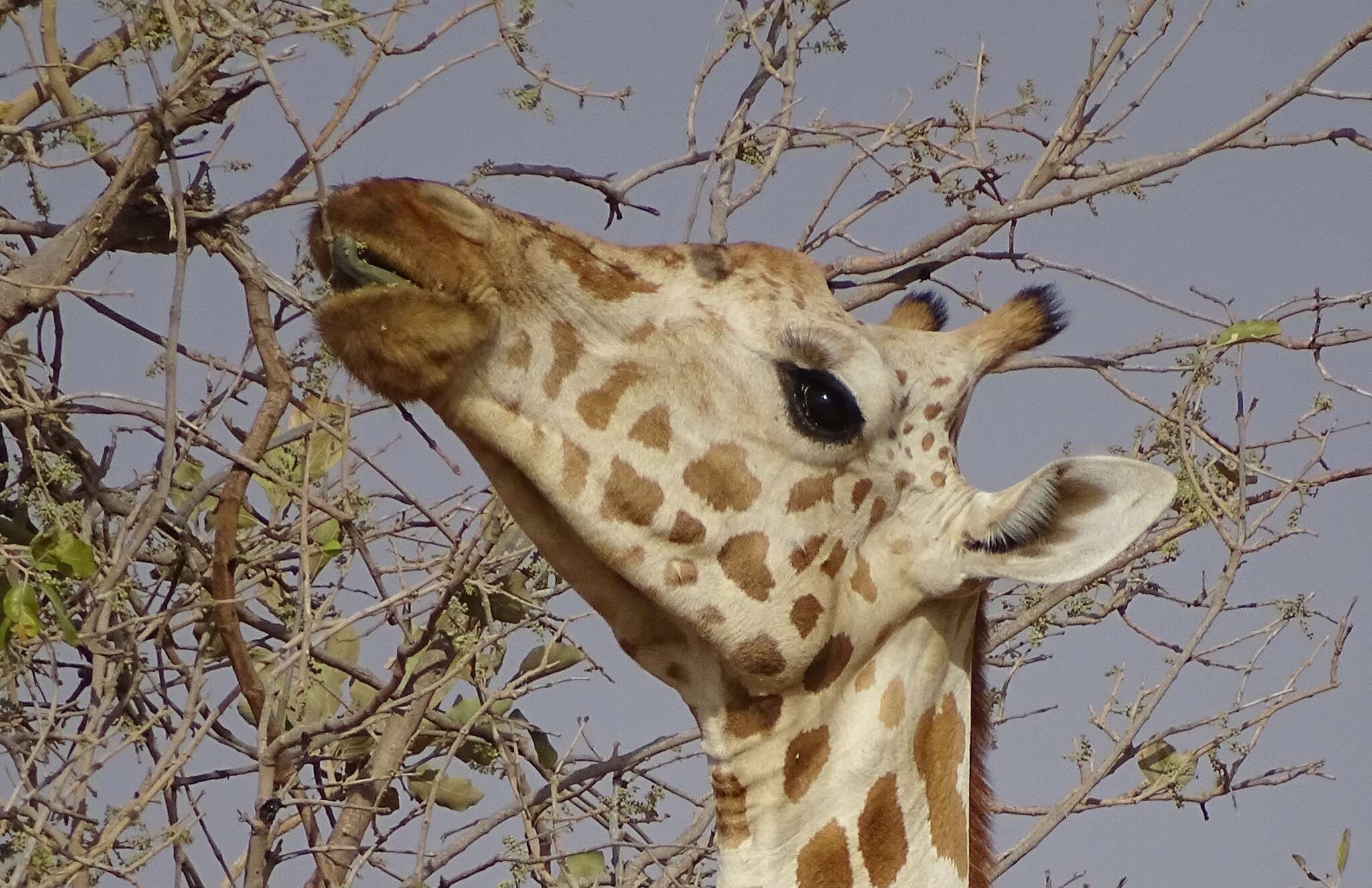 Image of West African Giraffe