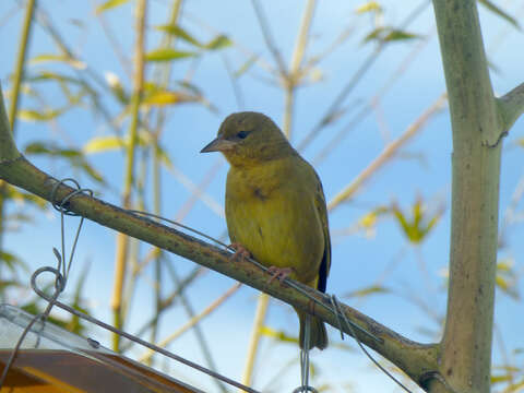 Image of Cape Weaver