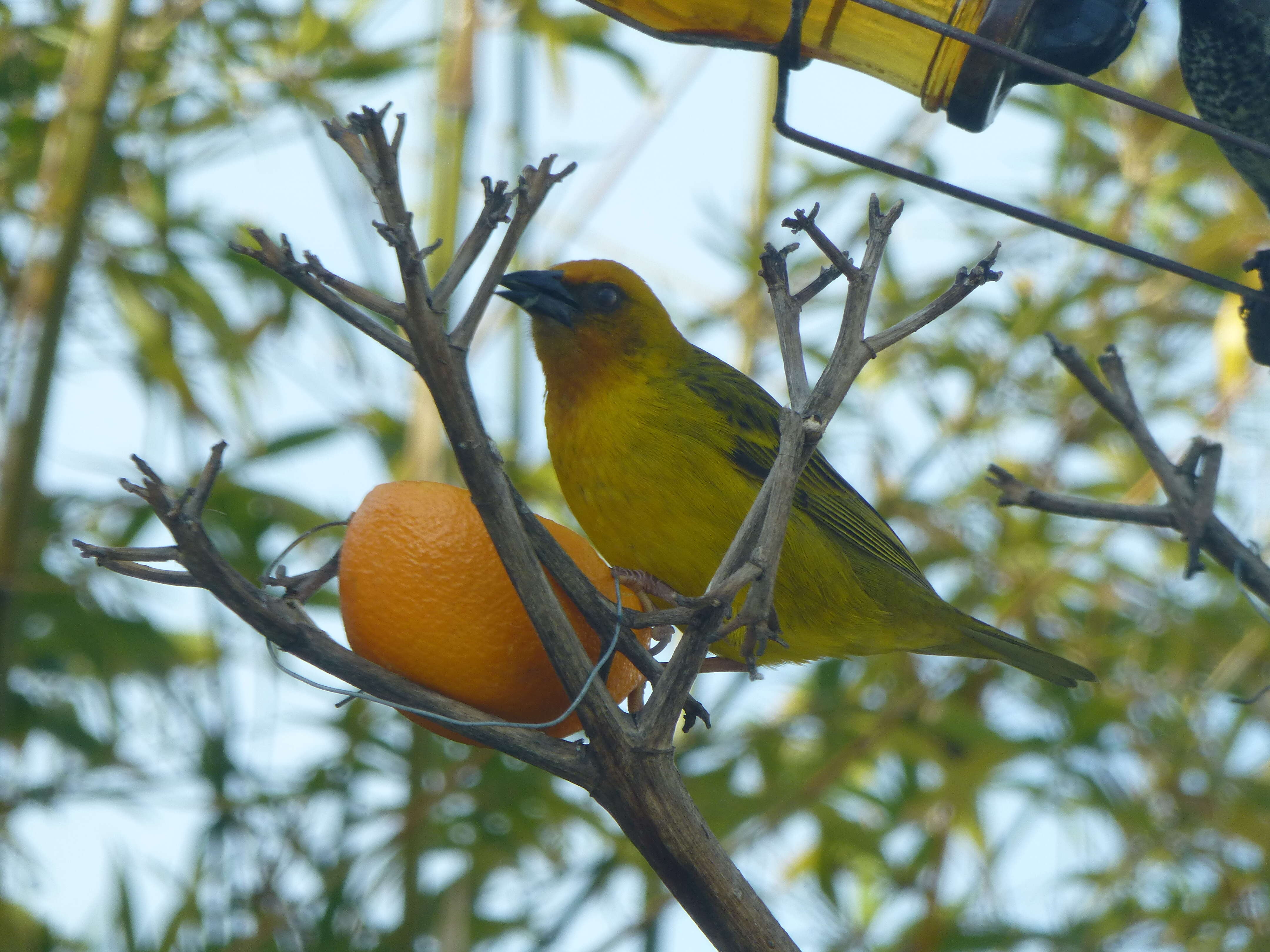 Image of Cape Weaver