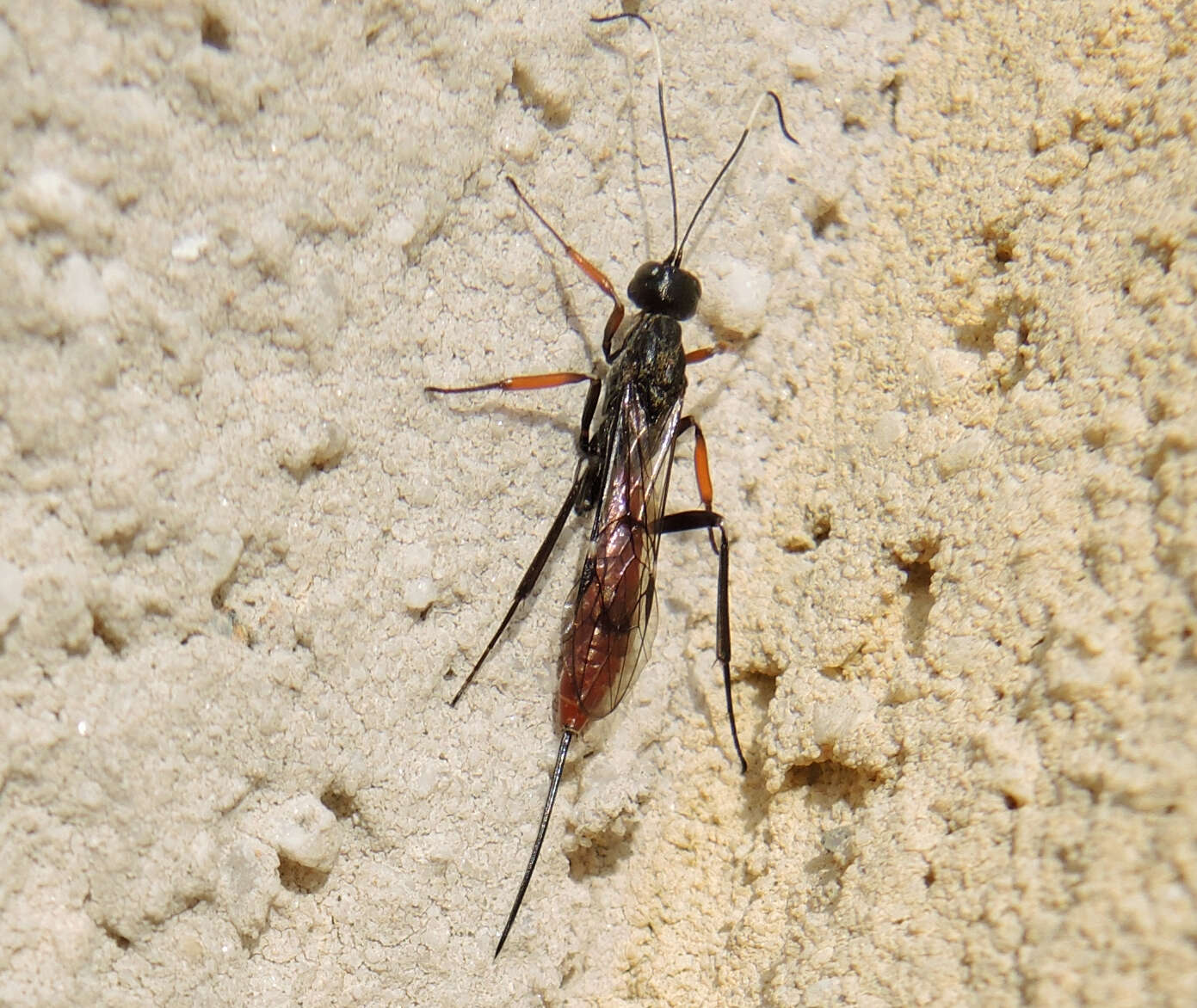 Image of Xorides filiformis (Gravenhorst 1829)