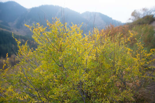 Image of Spiraea lasiocarpa Kar. & Kir.