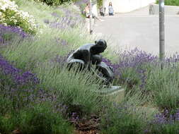 Image of English Lavendar