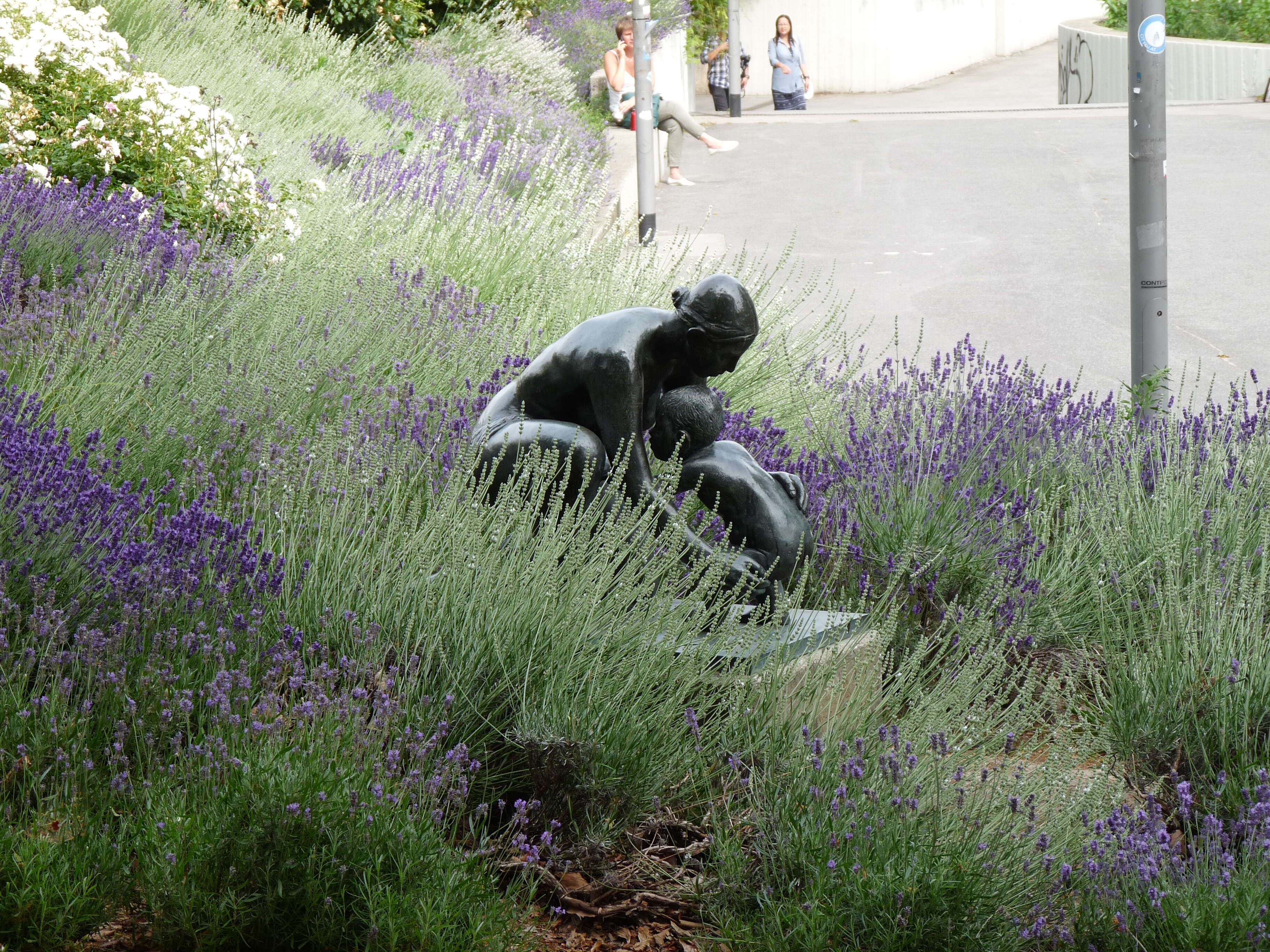 Image of English Lavendar