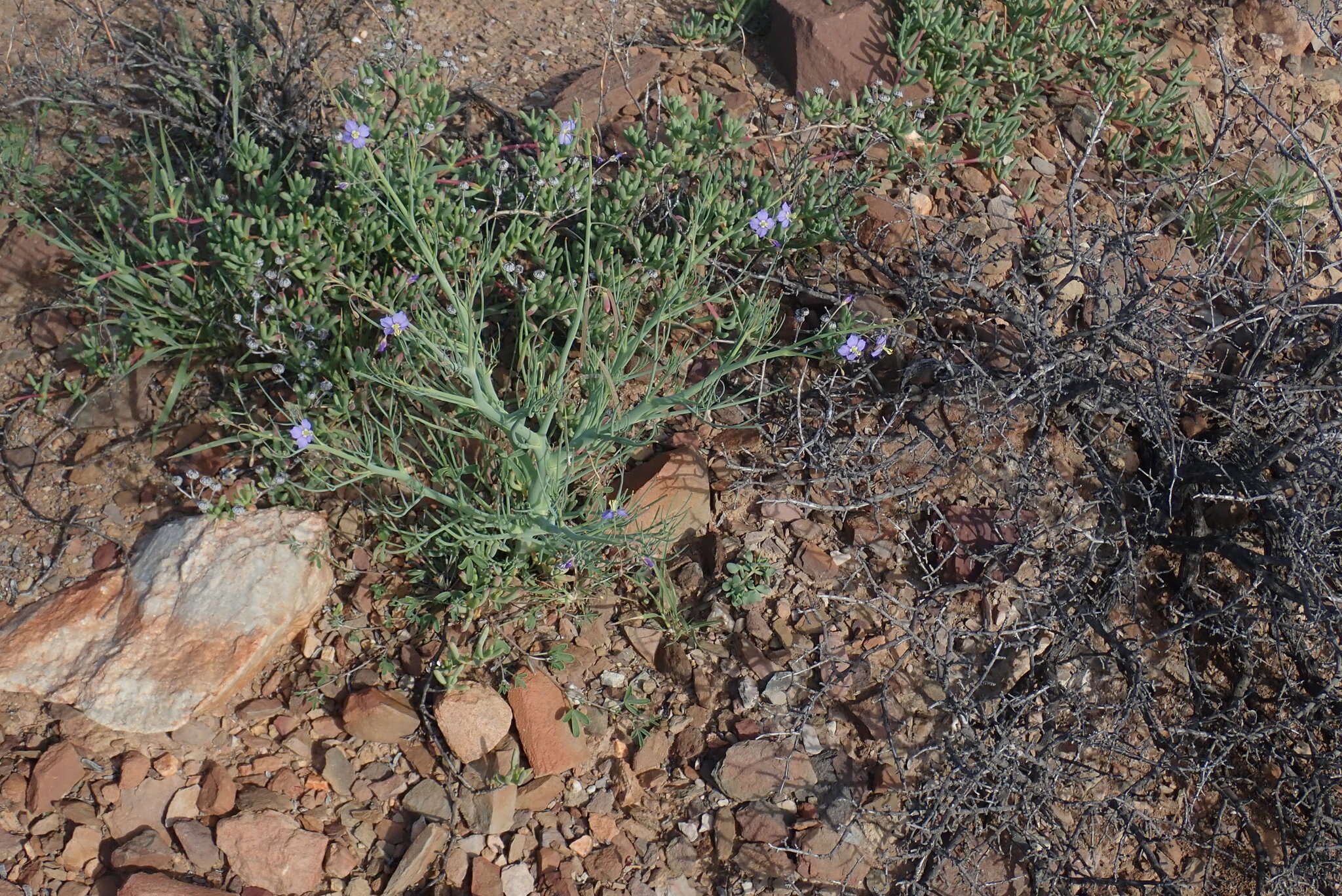 Image of Heliophila trifurca Burch. ex DC.