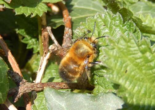 Image of Anthophora plumipes (Pallas 1772)