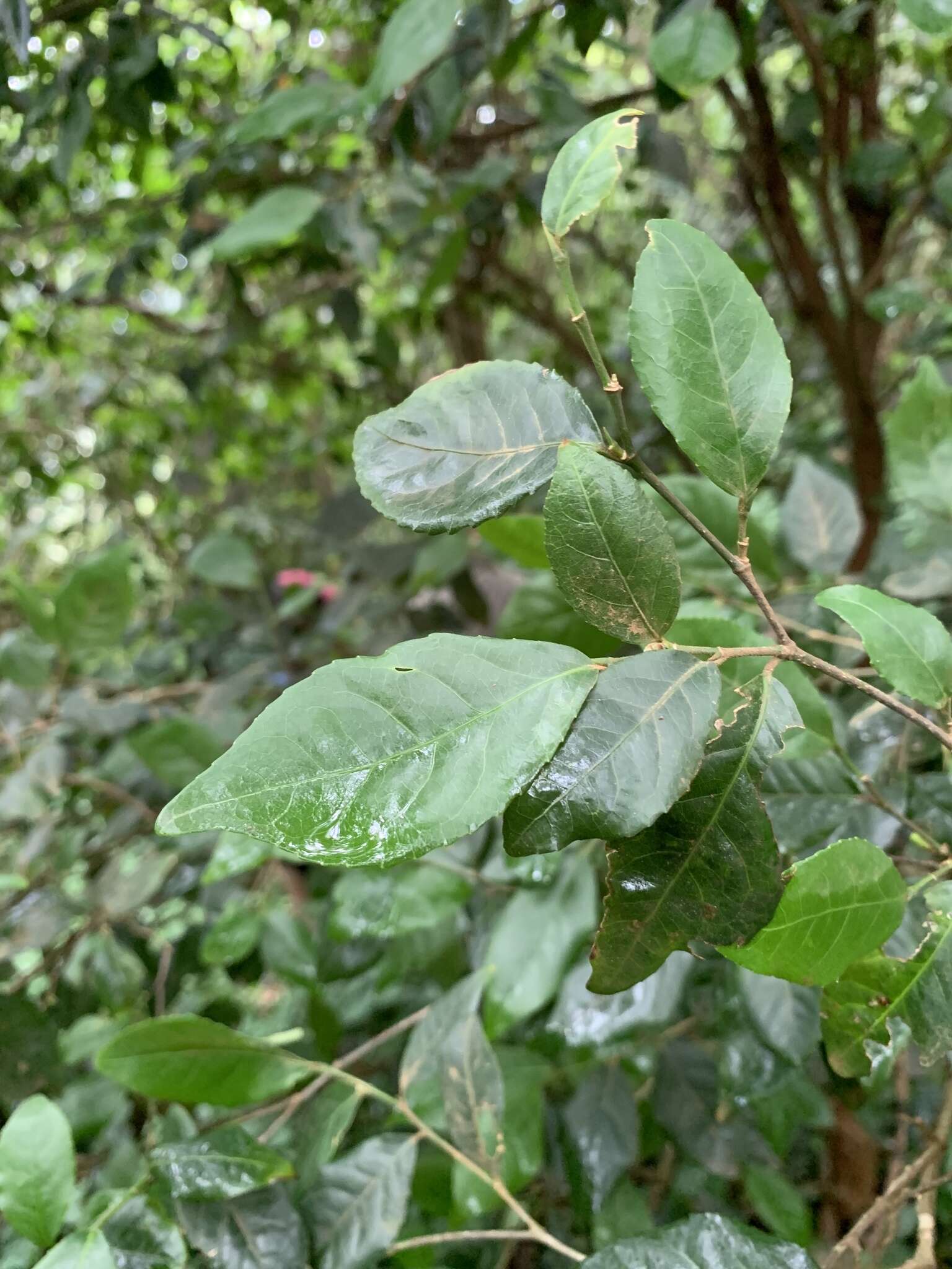 Image of Rinorea angustifolia subsp. natalensis (Engl.) Grey-Wilson