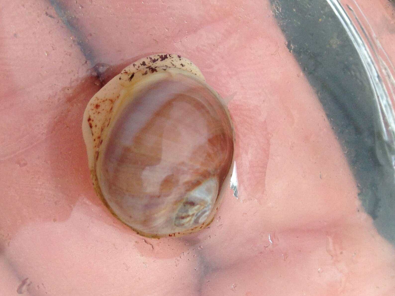 Image of Aleutian moon snail