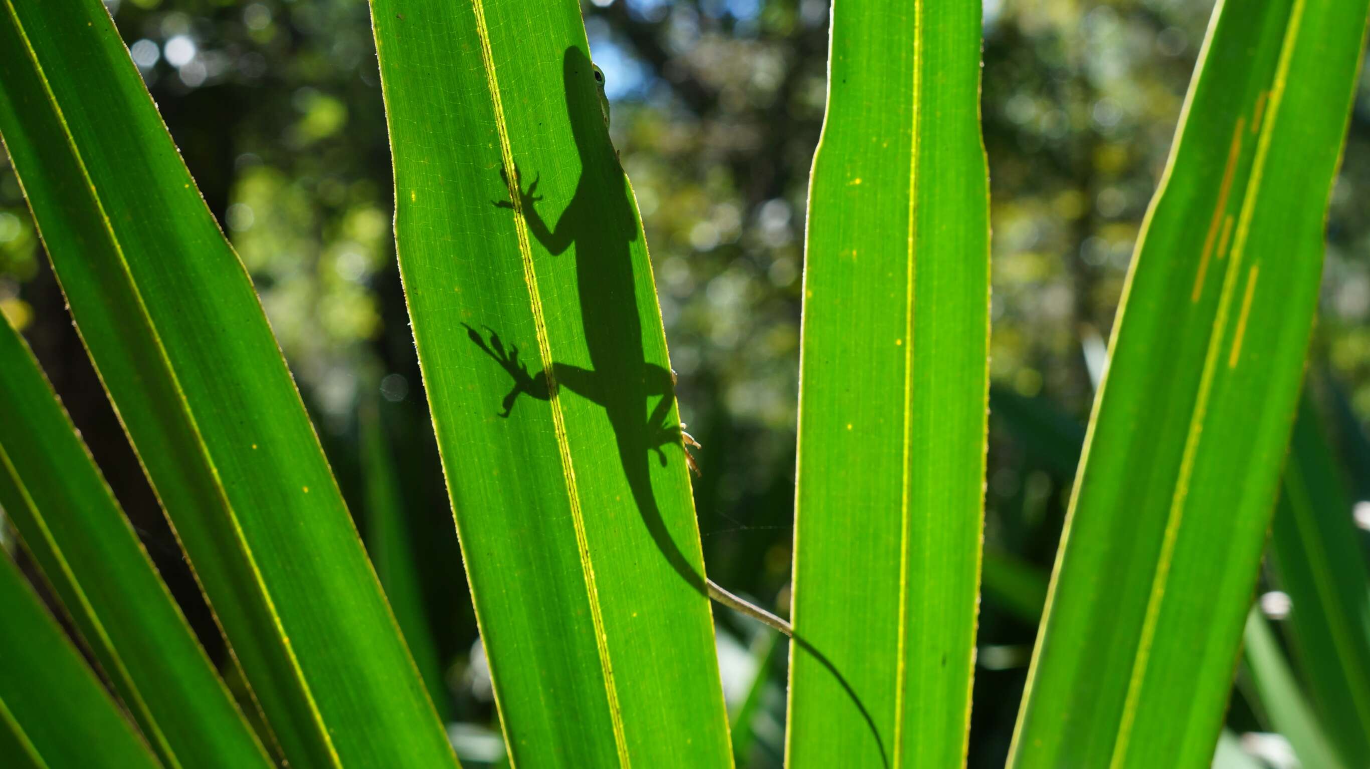 Image of serenoa