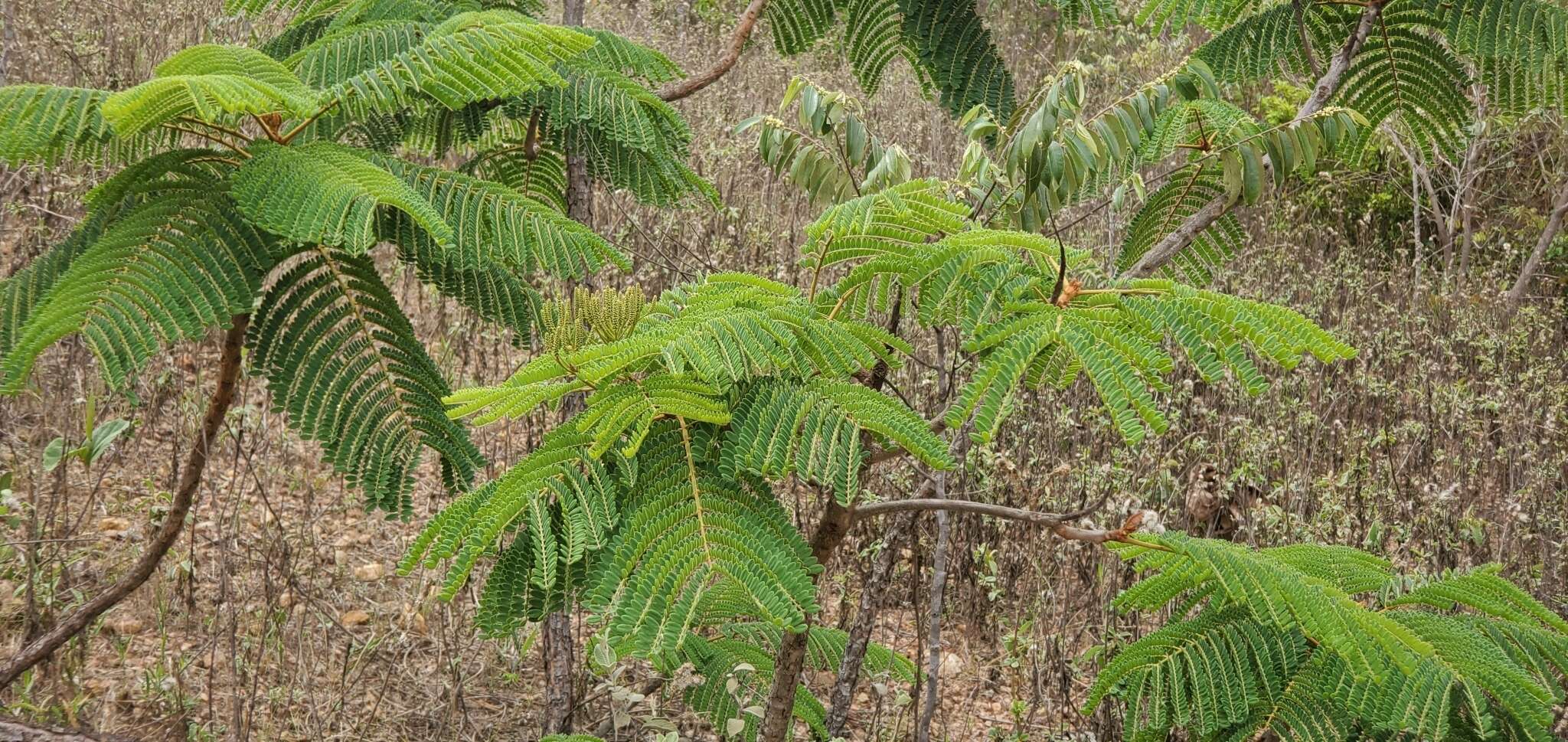 Image of Dimorphandra mollis Benth.