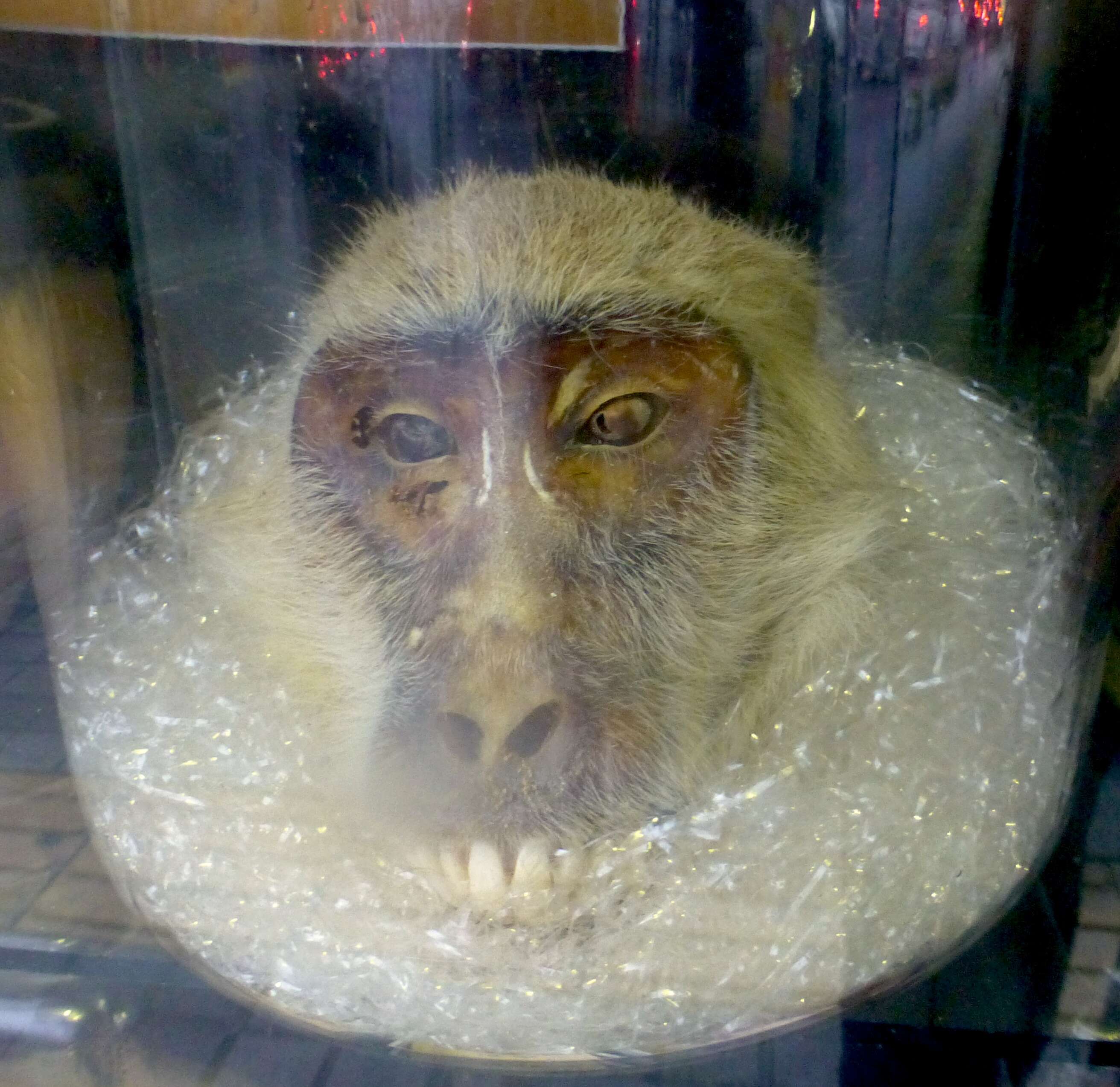 Image of Japanese Macaque