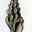Слика од Drillia sinuosa (Montagu 1803)