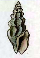 Слика од Drillia sinuosa (Montagu 1803)