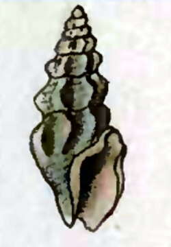 Image of Drillia sinuosa (Montagu 1803)