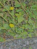 Image of Hieracium lepidulum (Stenstr.) Dahlst.