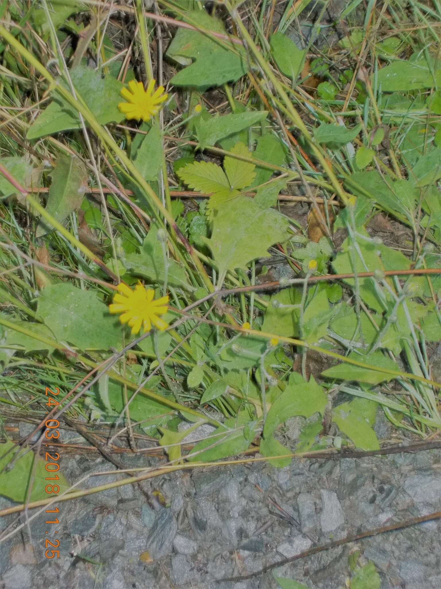 Image of Hieracium lepidulum (Stenstr.) Dahlst.