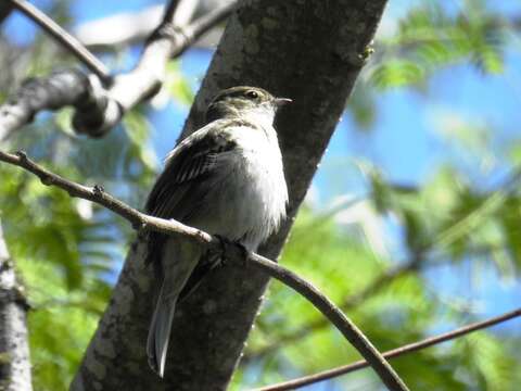 Image of Olivaceous Elaenia