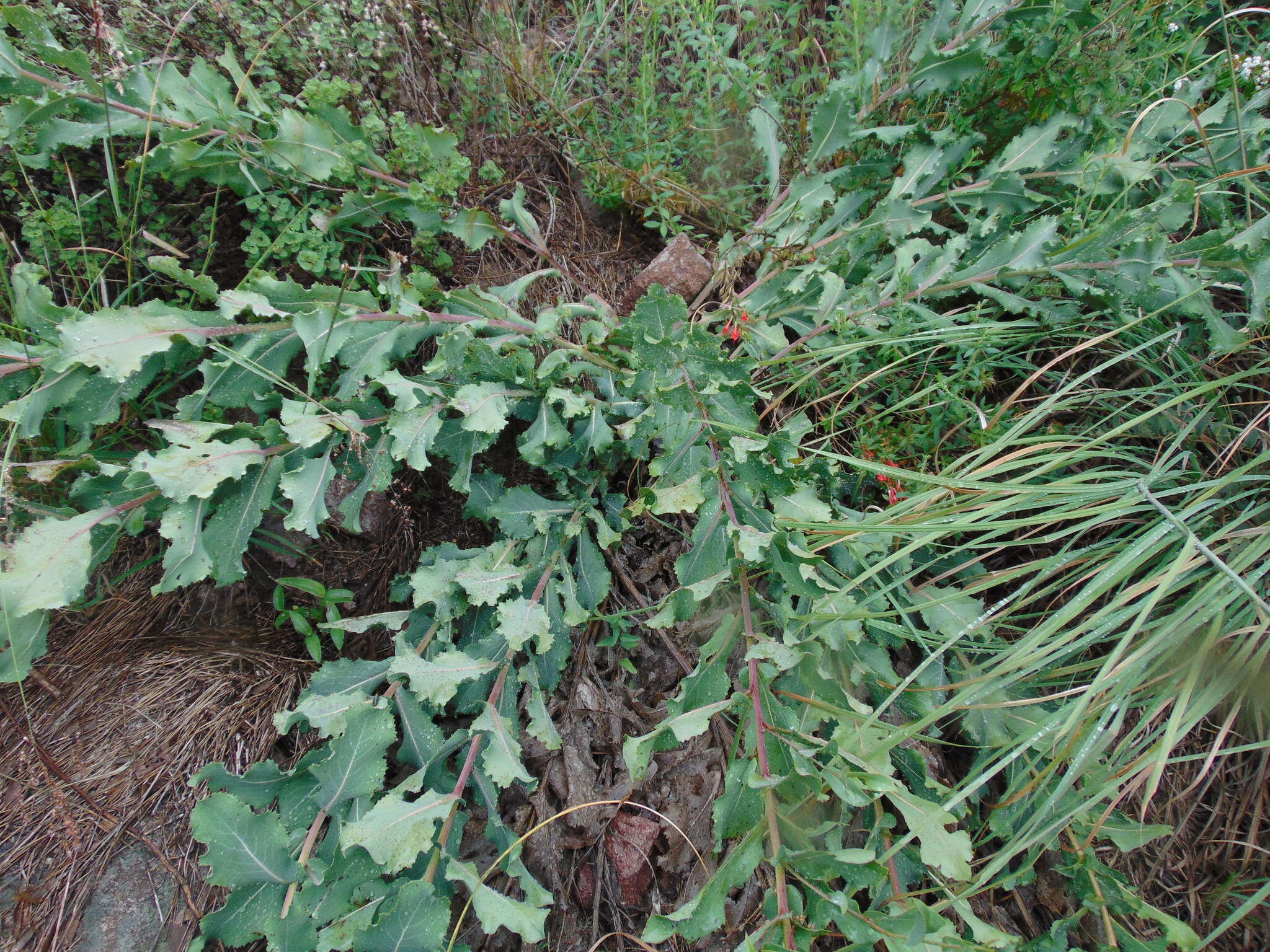 Plancia ëd Acourtia fruticosa (La Llave & Lex.) B. L. Turner