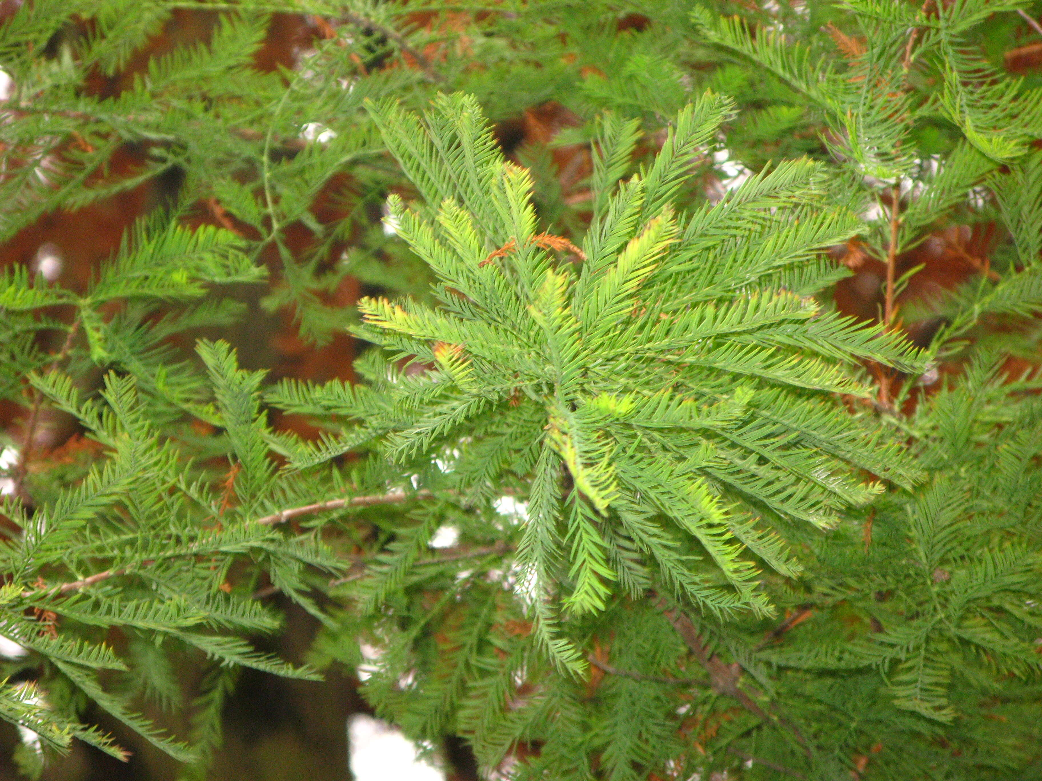 Image of Bald Cypress