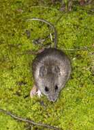 Image of New Holland Mouse