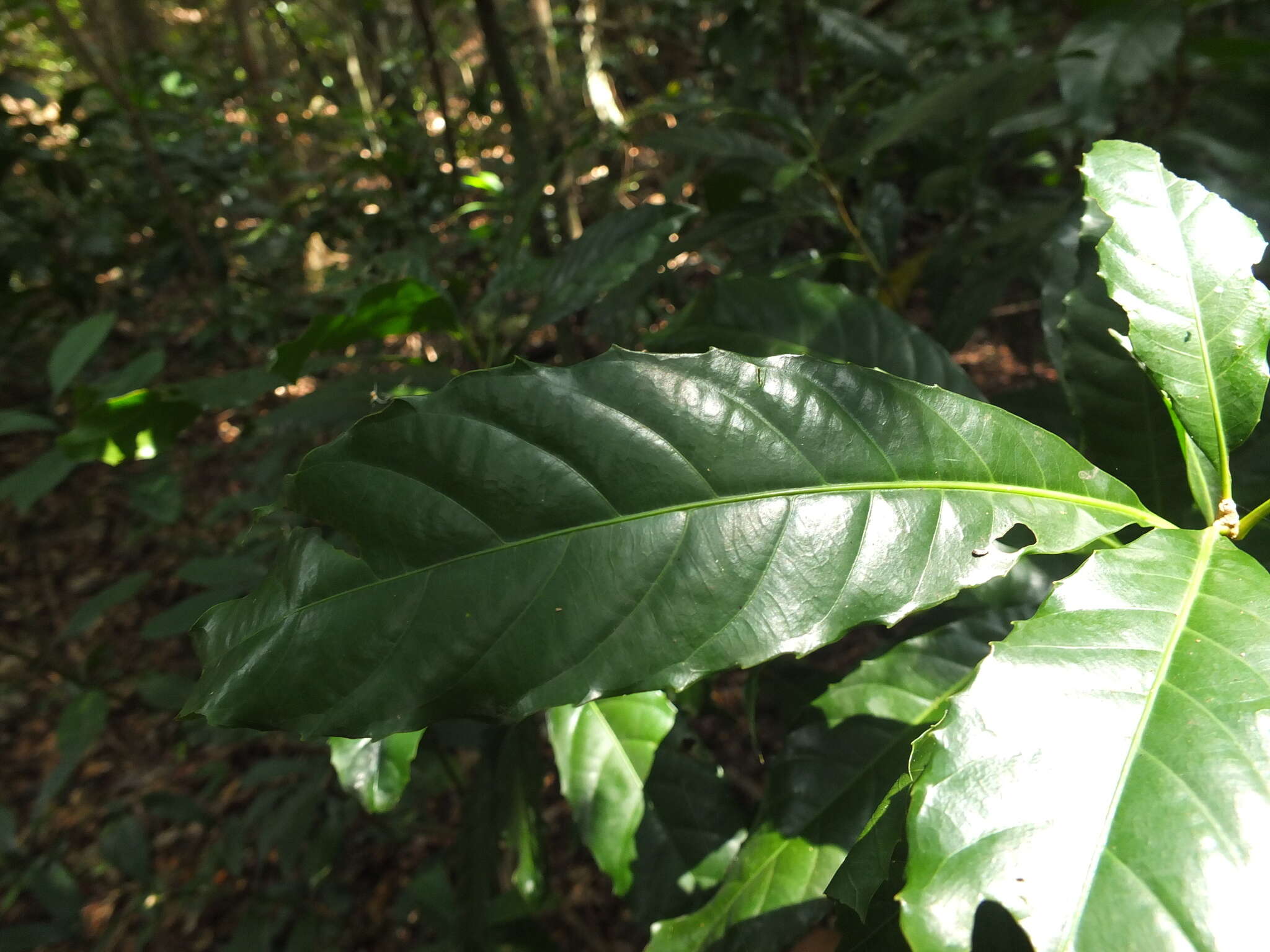 Image of Agrostistachys indica Dalzell