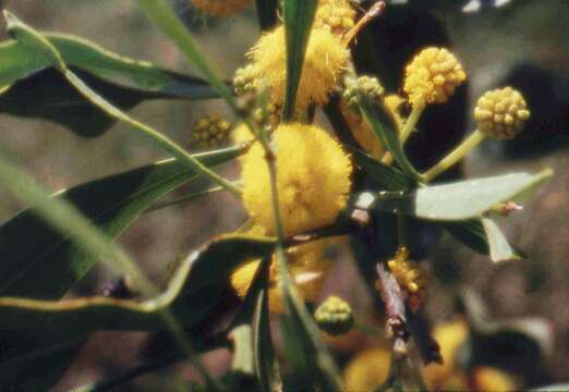 Image of orange wattle