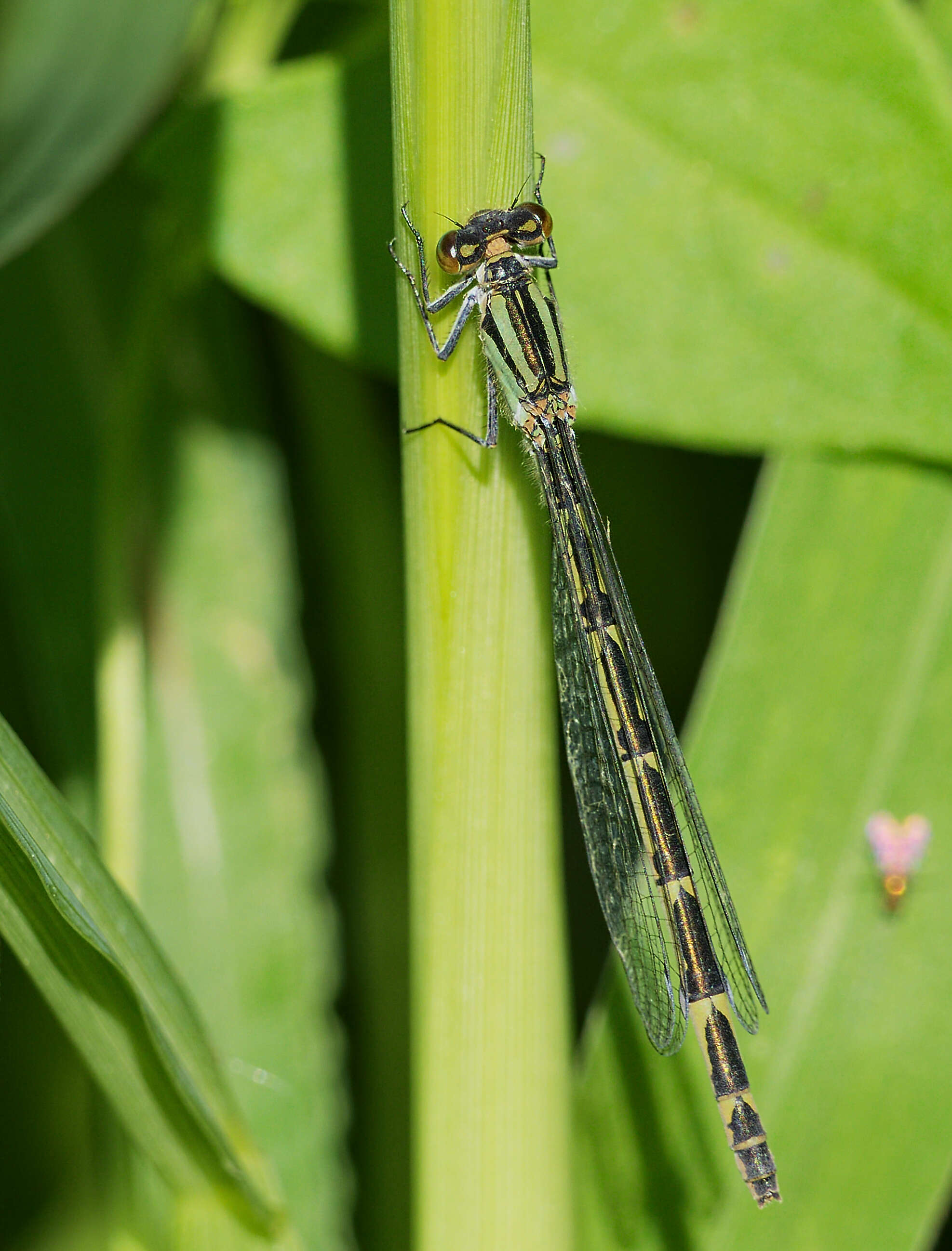 Image of Common Blue Damselfly