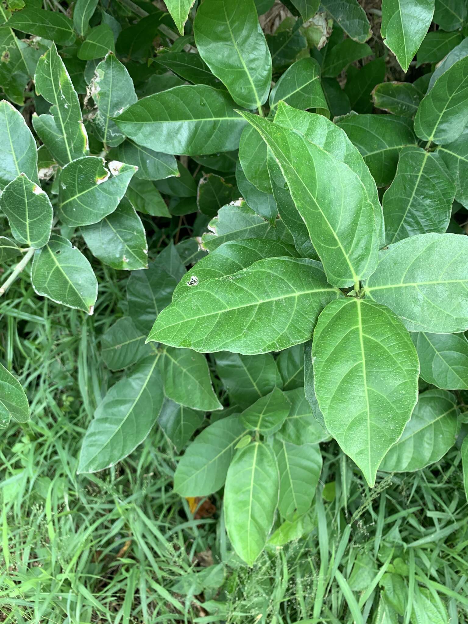 Imagem de Ficus cumingii Miq.