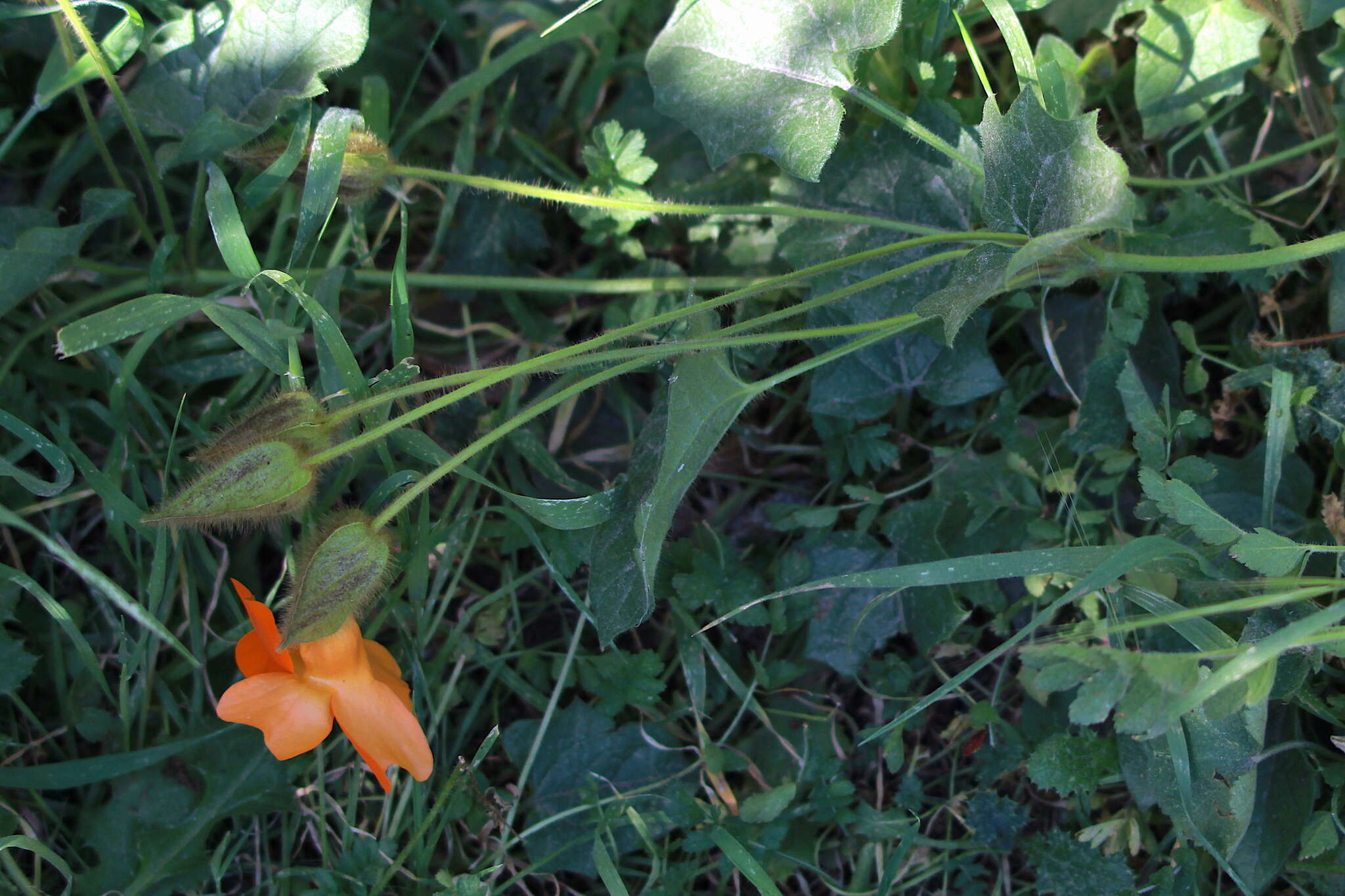 Image of Thunbergia gregorii S. Moore